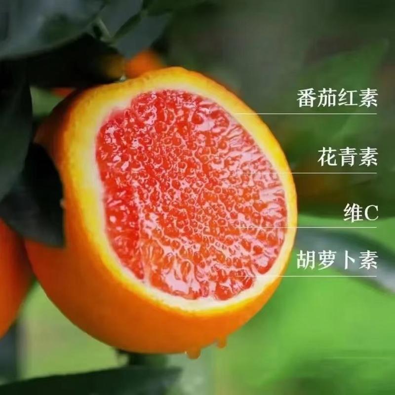 血橙，机地直发保质保量，看货论价，欢迎订购