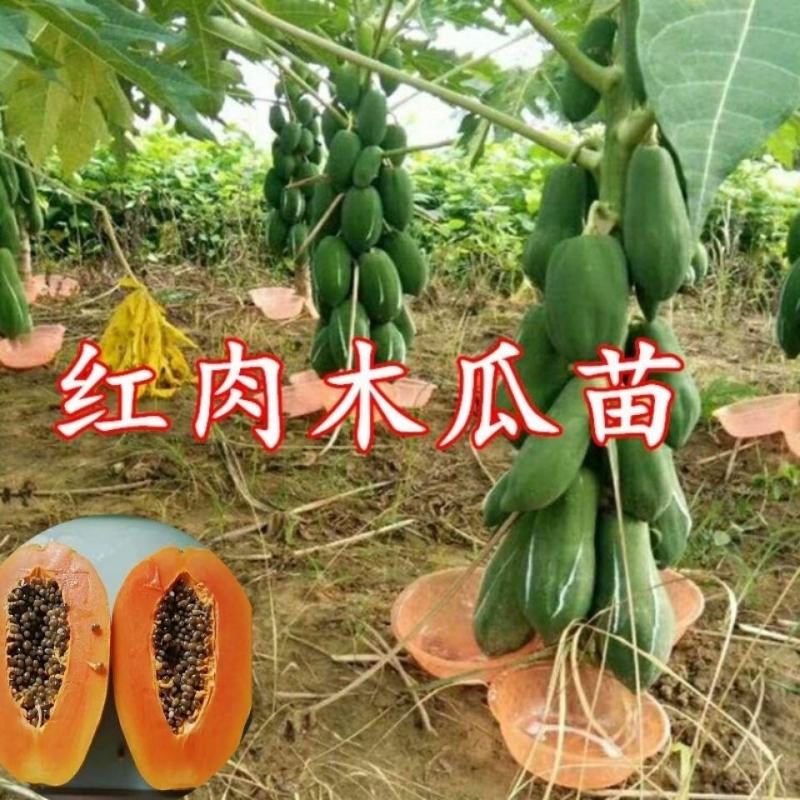 木瓜苗四季矮化大青红肉红心水果大种木瓜树苗南方盆栽地栽种