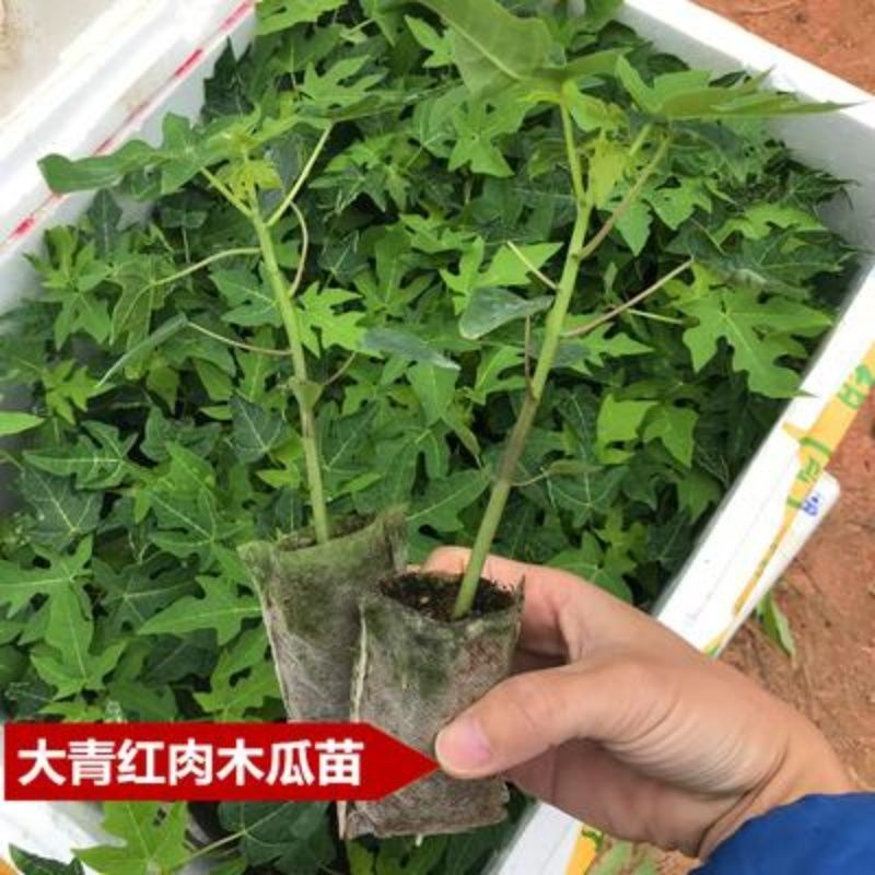 木瓜苗四季矮化大青红肉红心水果大种木瓜树苗南方盆栽地栽种