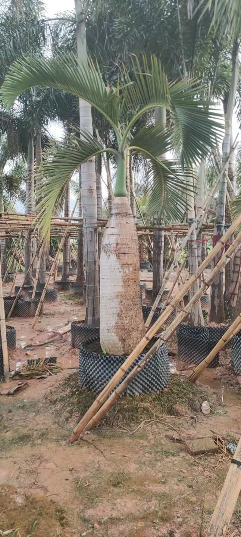 精品酒瓶棕榈树福建种植基地大量现货低价批发