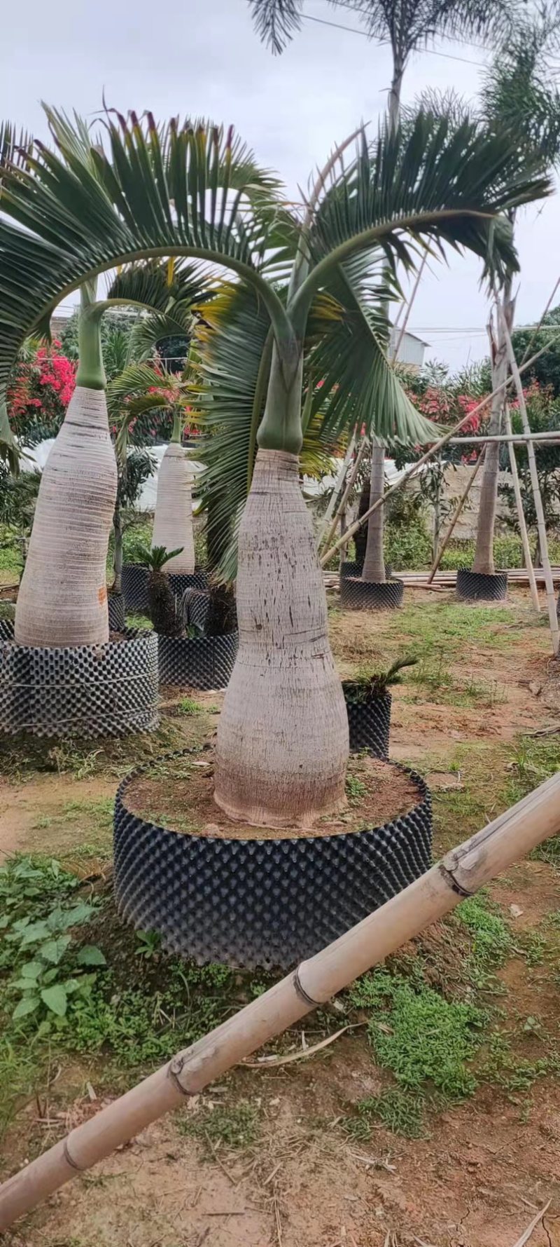 精品酒瓶棕榈树福建种植基地大量现货低价批发