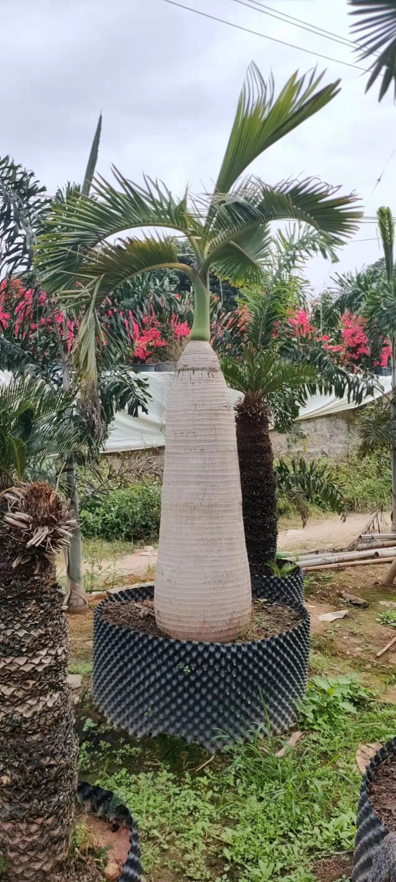 精品酒瓶棕榈树福建种植基地大量现货低价批发