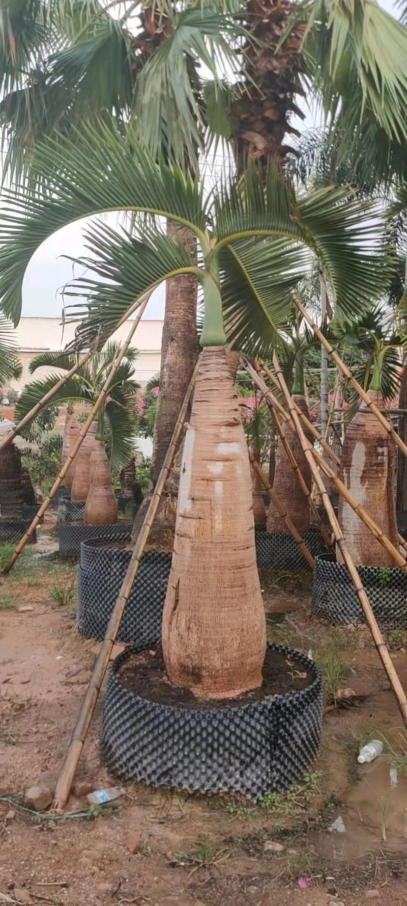 精品酒瓶棕榈树福建种植基地大量现货低价批发