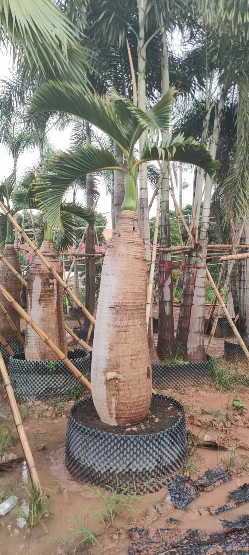 精品酒瓶棕榈树福建种植基地大量现货低价批发