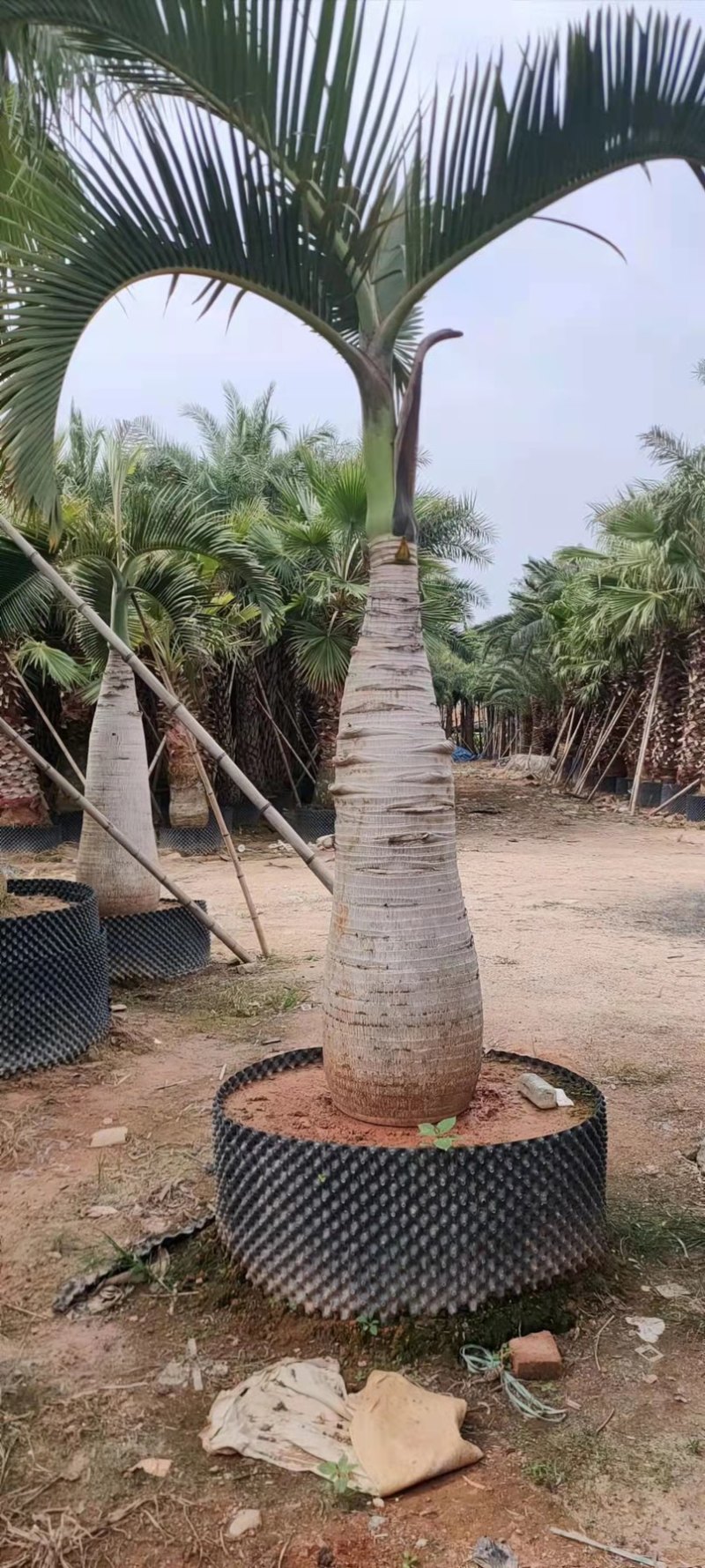 精品酒瓶棕榈树福建种植基地大量现货低价批发