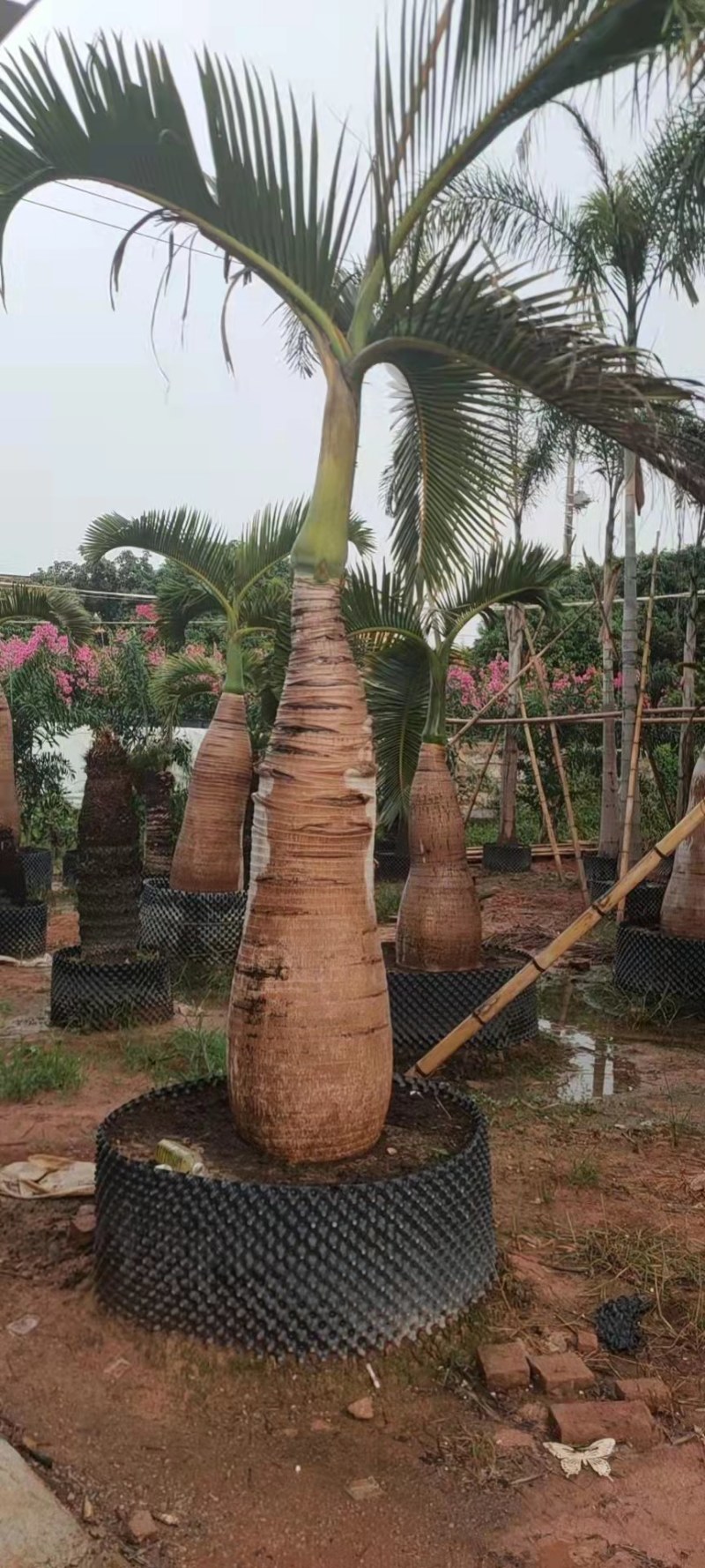 精品酒瓶棕榈树福建种植基地大量现货低价批发