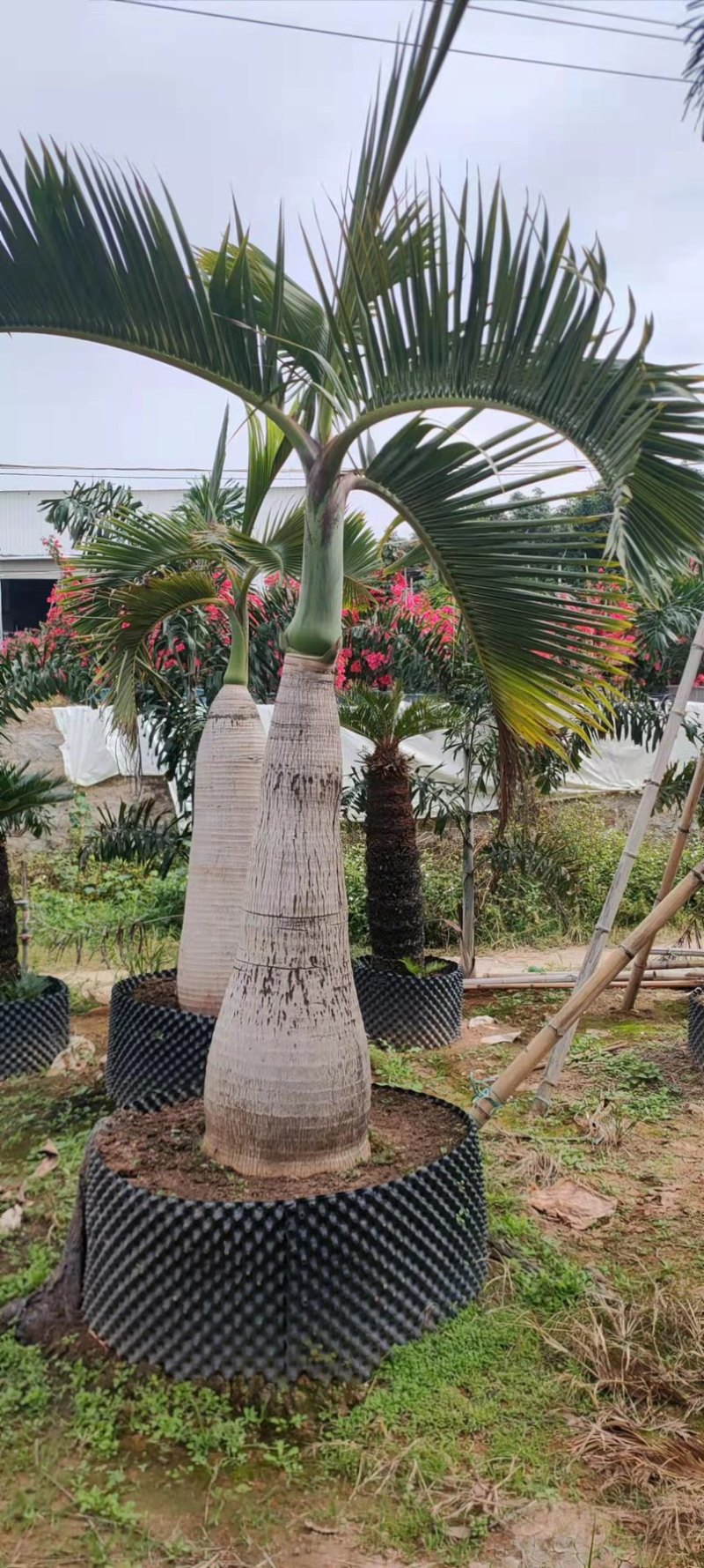 精品酒瓶棕榈树福建种植基地大量现货低价批发