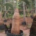 精品酒瓶棕榈树福建种植基地大量现货低价批发