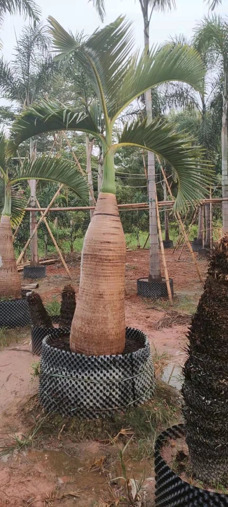 精品酒瓶棕榈树福建种植基地大量现货低价批发