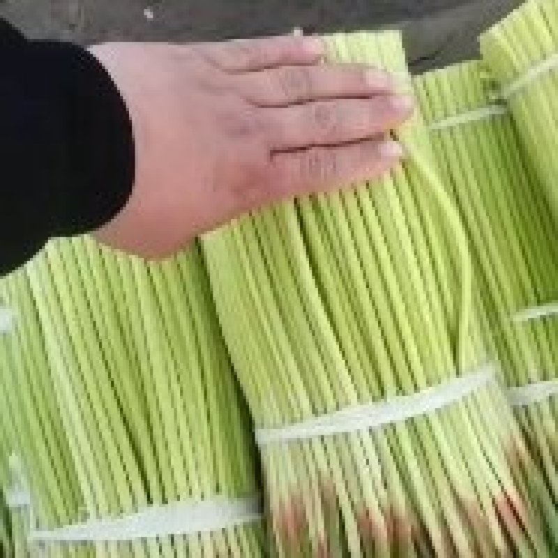 【精品推广】河南中牟万亩大蒜基地，现有蒜苔大量上市随时掌