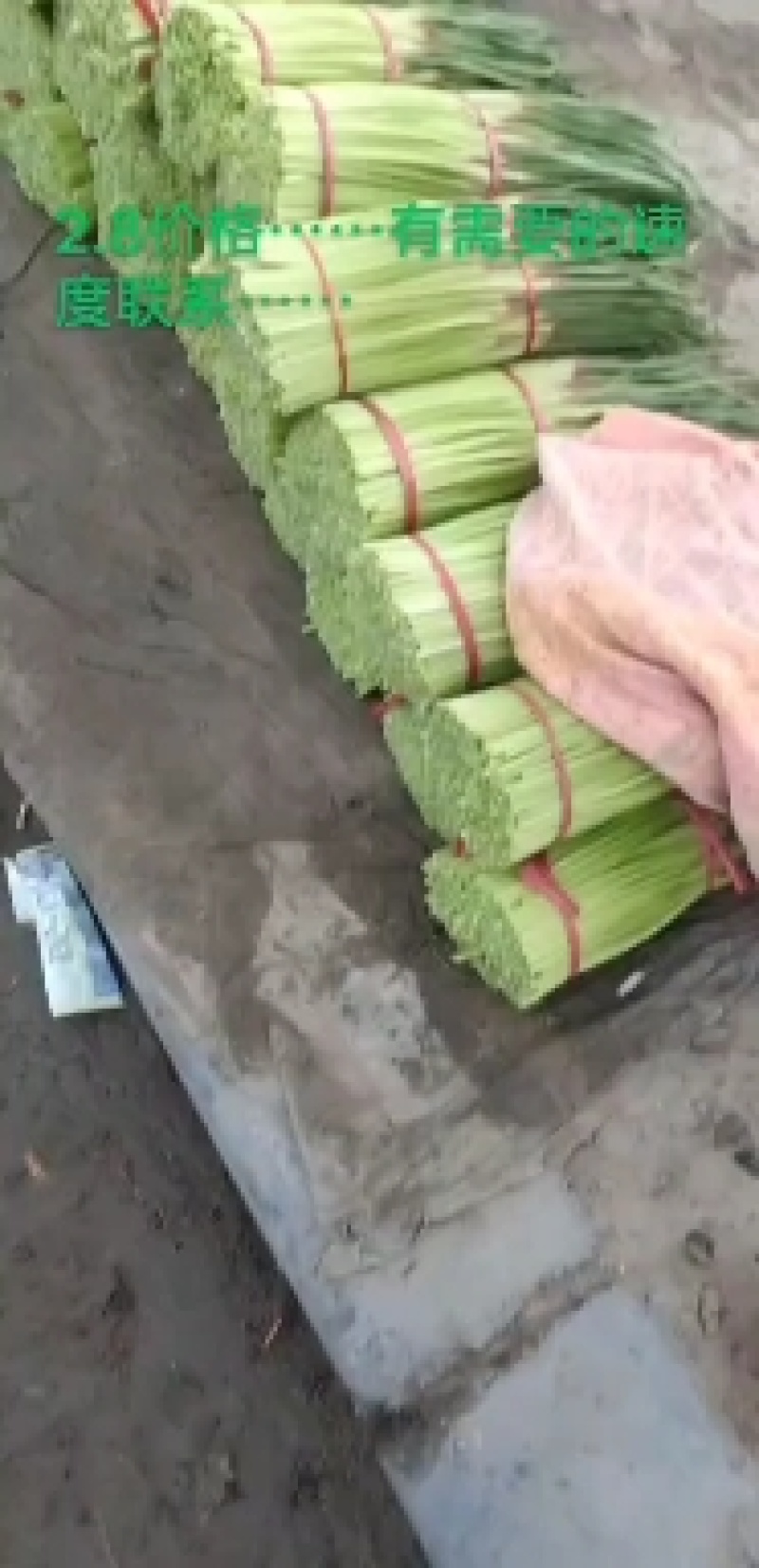 【精品推广】河南中牟万亩大蒜基地，现有蒜苔大量上市随时掌