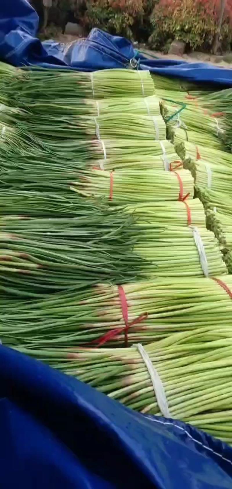 【精品推广】河南中牟万亩大蒜基地，现有蒜苔大量上市随时掌