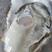 山东威海乳山牡蛎乳山生蚝海蛎子产地直发大量供货欢迎咨询