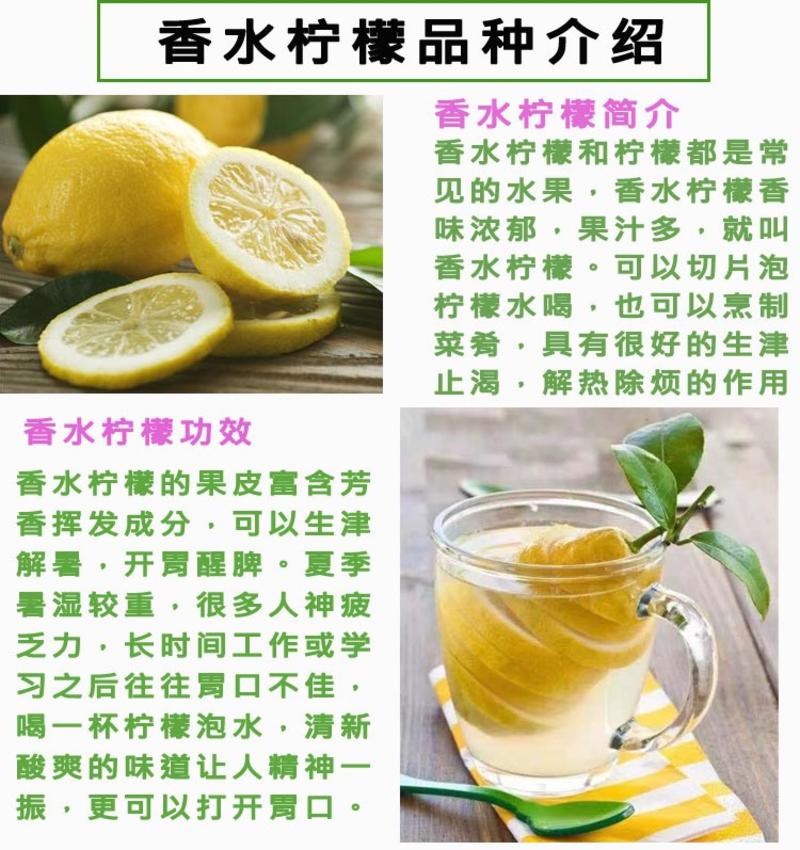 四季广东无籽香水柠檬树苗果树果苗奶茶店专用地栽香水柠檬苗