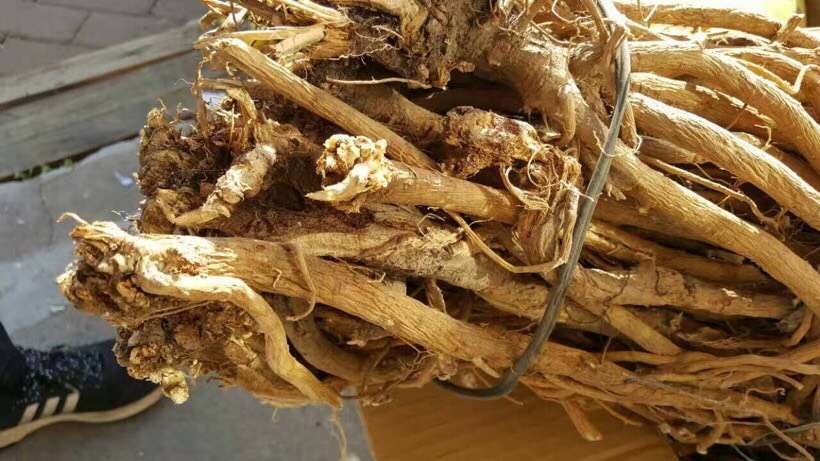 黄芩药材展示图