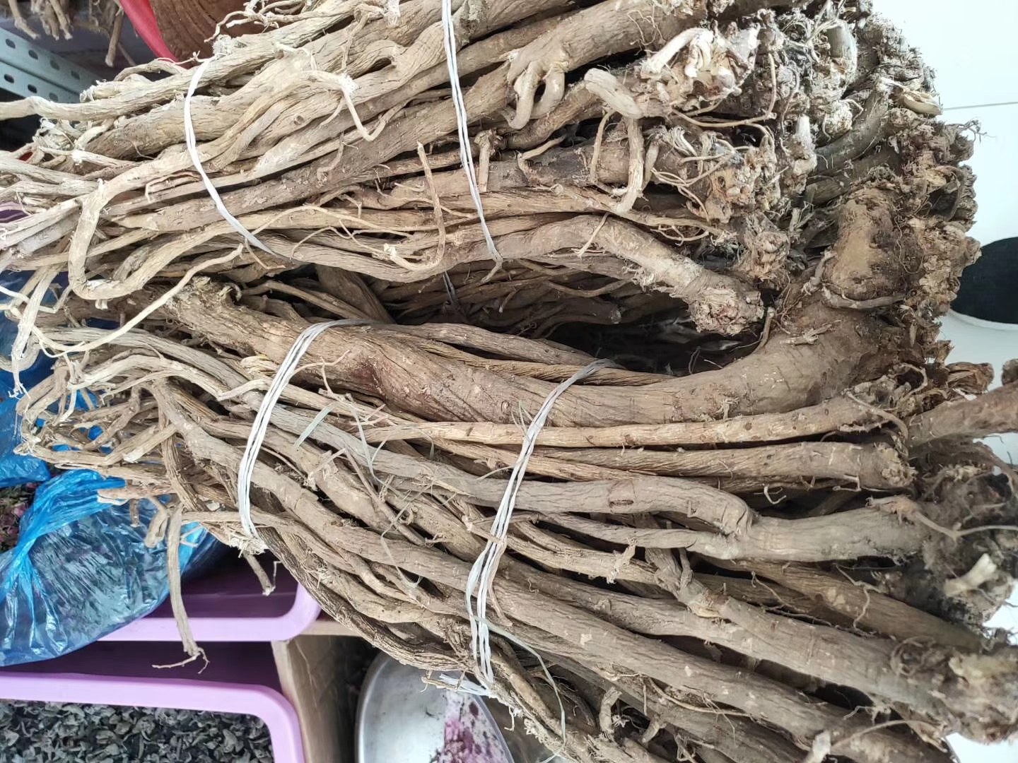 野生黄芩植物图