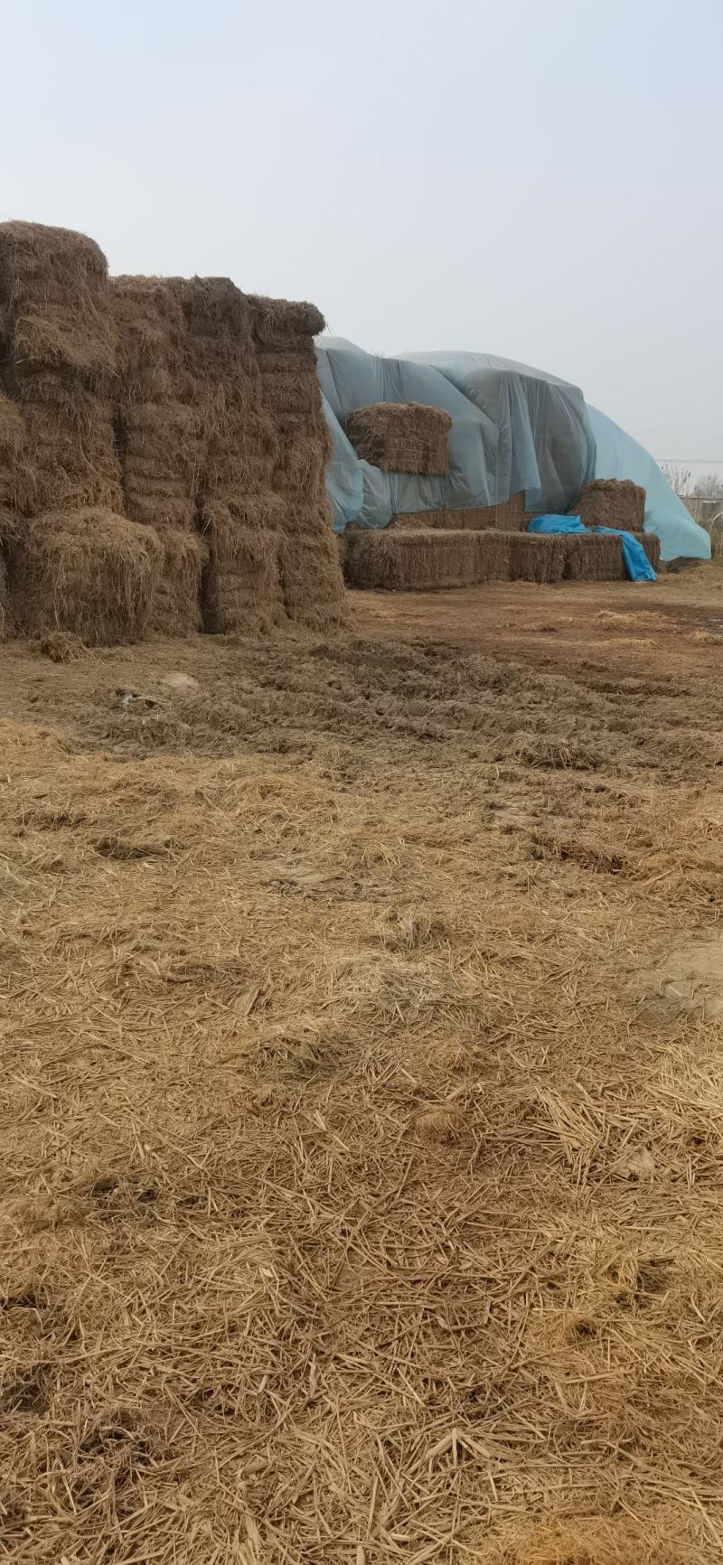 麦秸杆柔丝压块牛羊草料，盖草菌草大方包出售全国发货