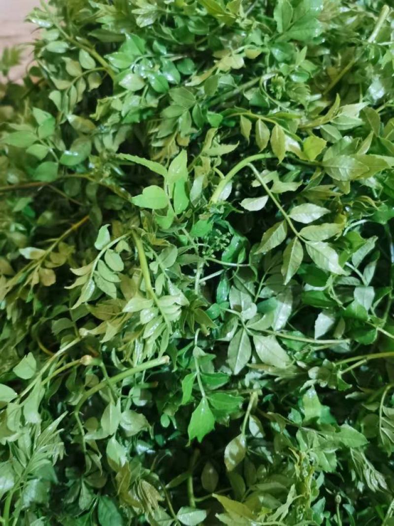 野生花椒芽精量大，山东金宝莱合作社