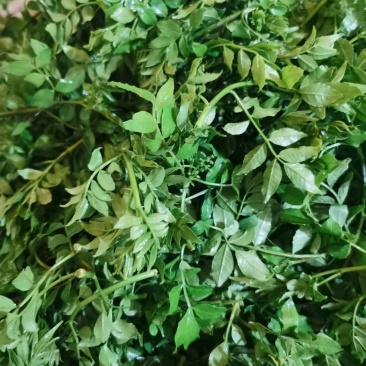 野生花椒芽精量大，山东金宝莱合作社