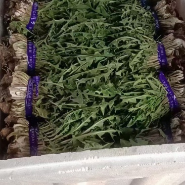 蒲公英