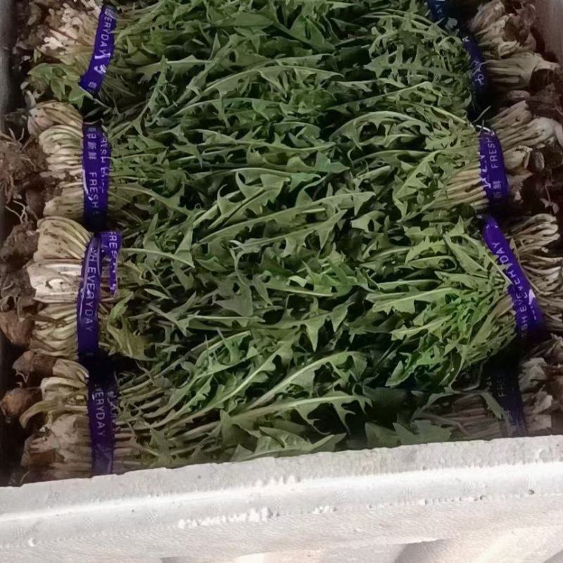蒲公英