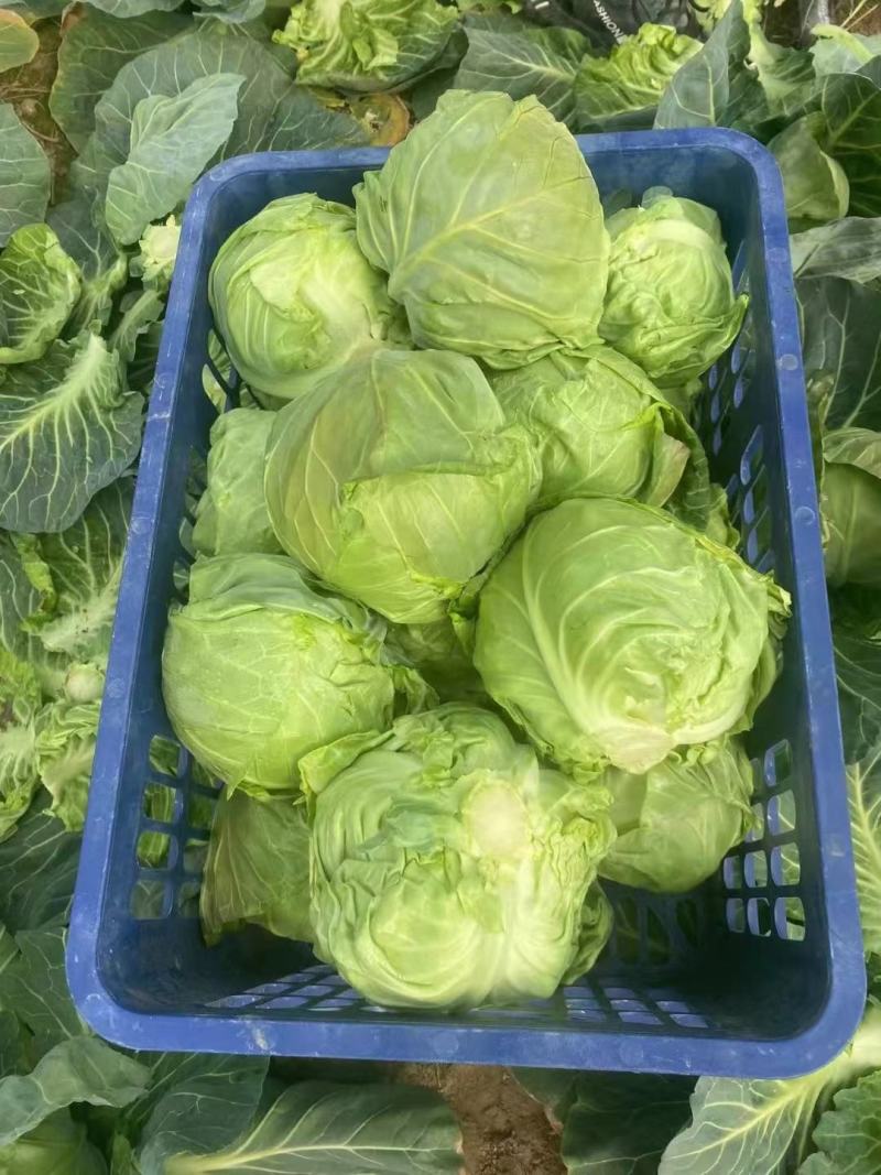 河南省通许县蔬菜基地，精品甘蓝，货源充足品质优欢迎订购