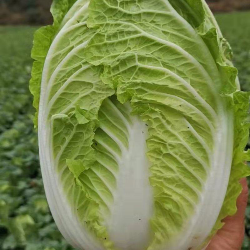 精品黄心大白菜基地直接走车价格美丽