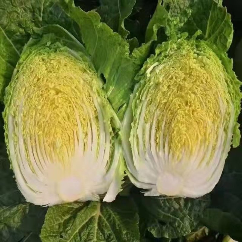 精品黄心大白菜基地直接走车价格美丽