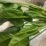 临洮精品菠菜，大量有货，有需要的请联系我