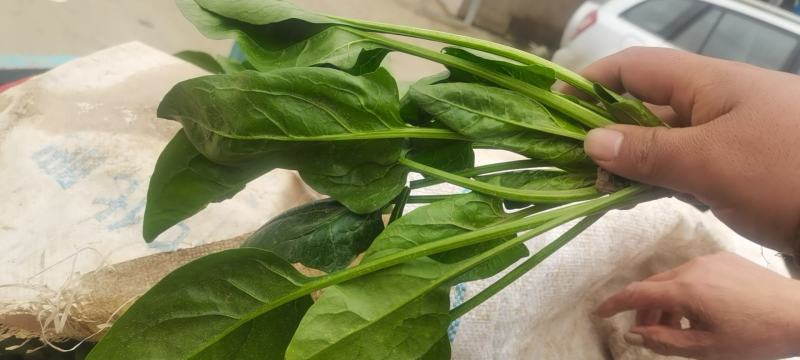 临洮精品菠菜，大量有货，有需要的请联系我