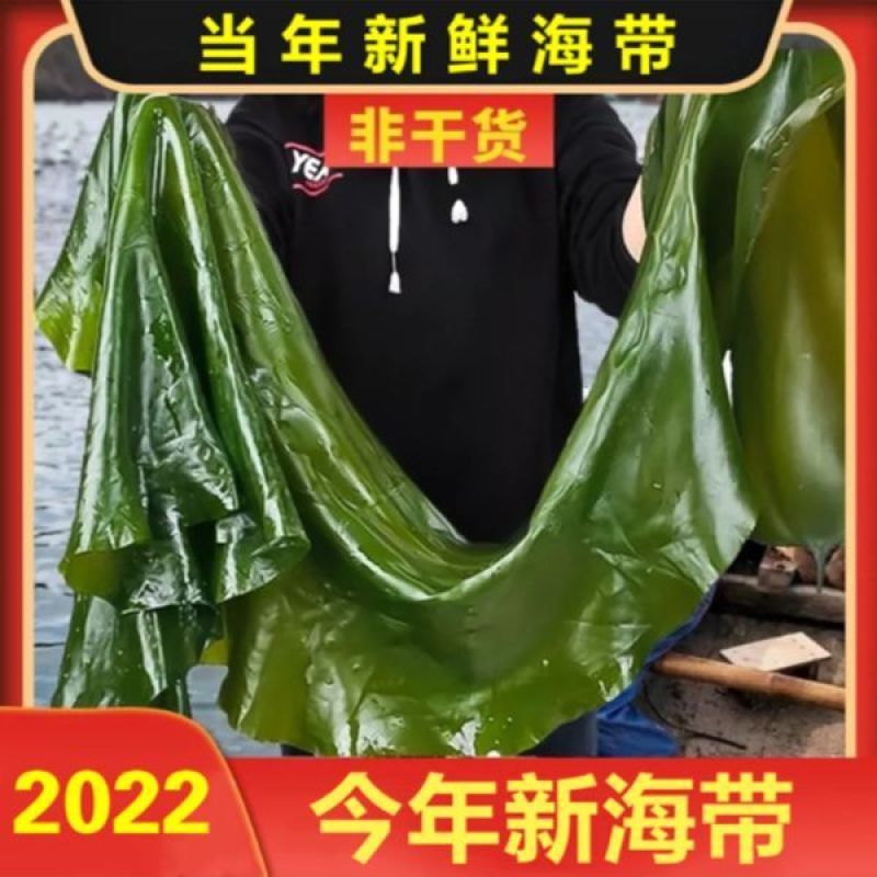 大连盐渍整棵海带打饭包一件代发5斤电商一件代发