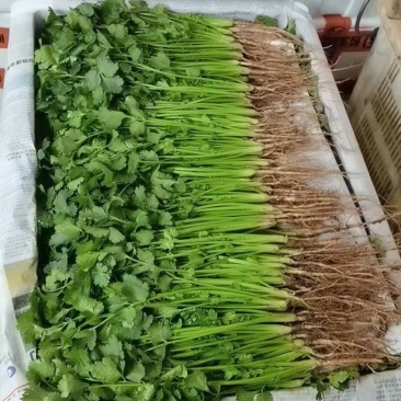 云南香菜