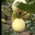 【热销】甜瓜星甜20