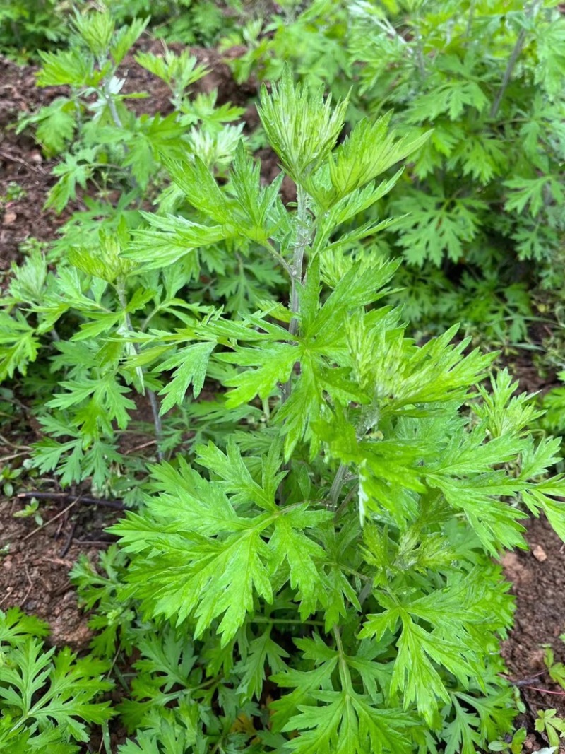 艾草