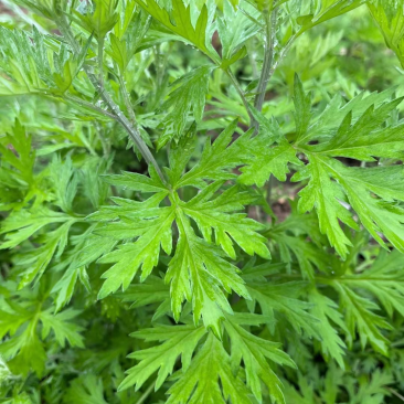 艾草