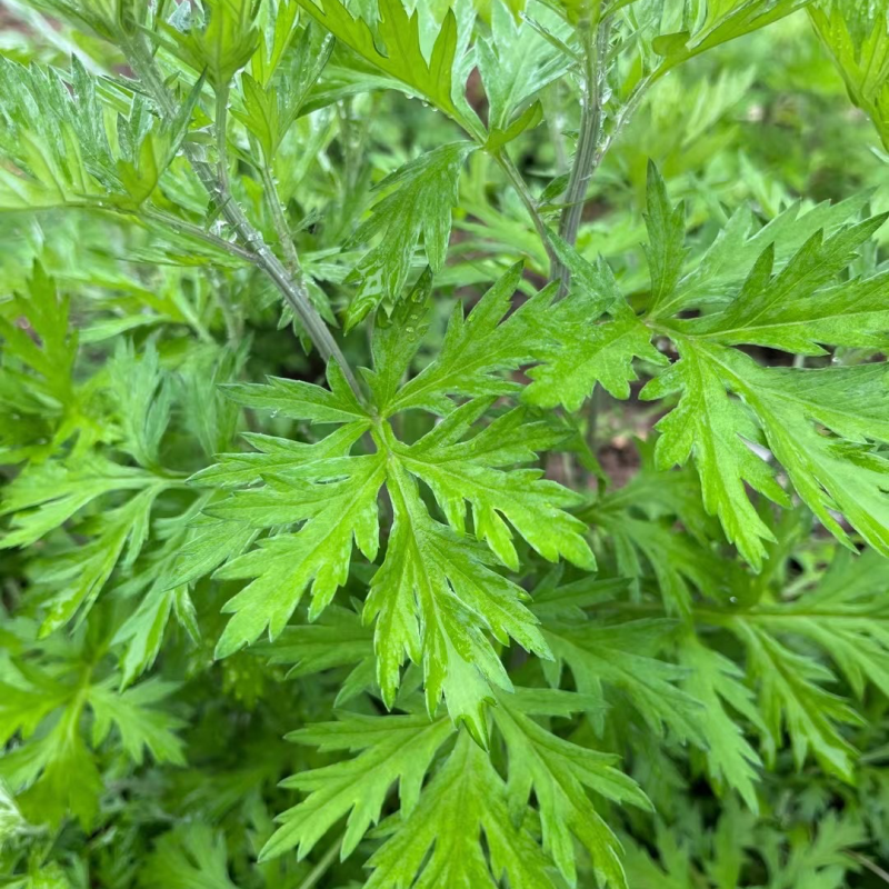 艾草