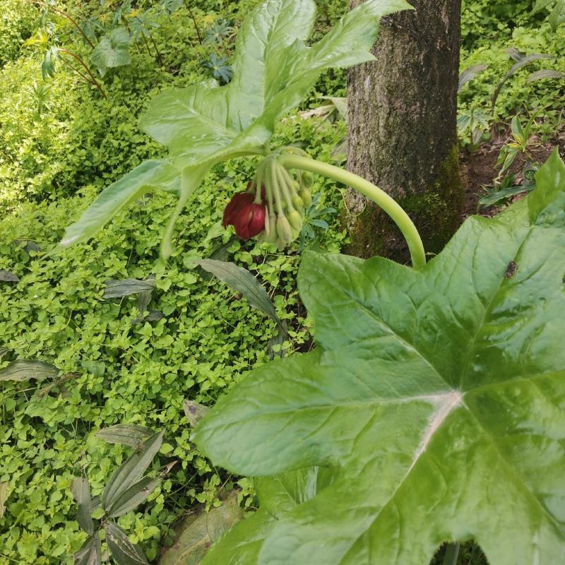 八角莲，块茎苗