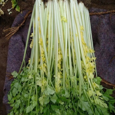 马家沟芹菜