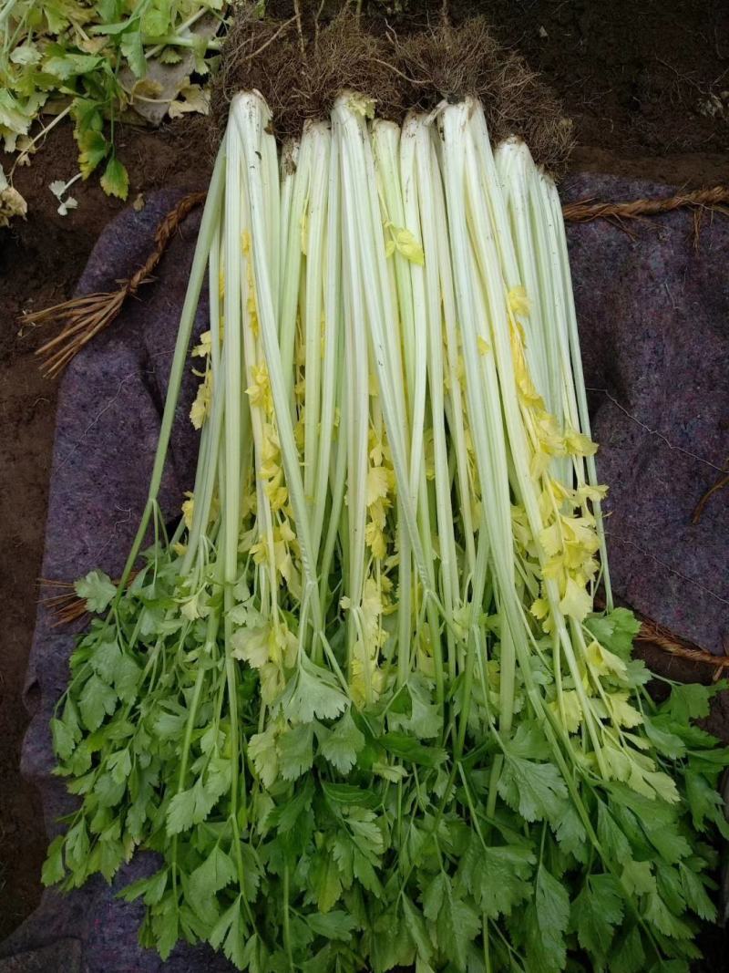 马家沟芹菜