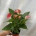 120#粉掌朱莉一箱24盆特价数量不多基地直发发货标准参