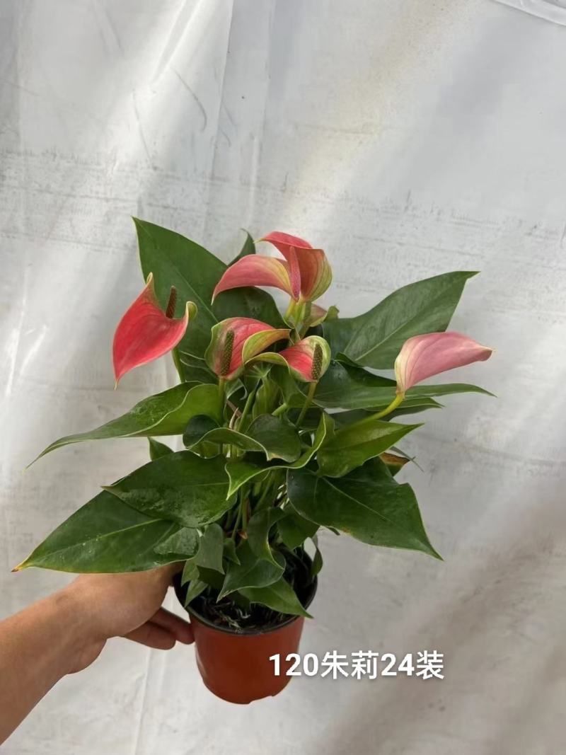120#粉掌朱莉一箱24盆特价数量不多基地直发发货标准参