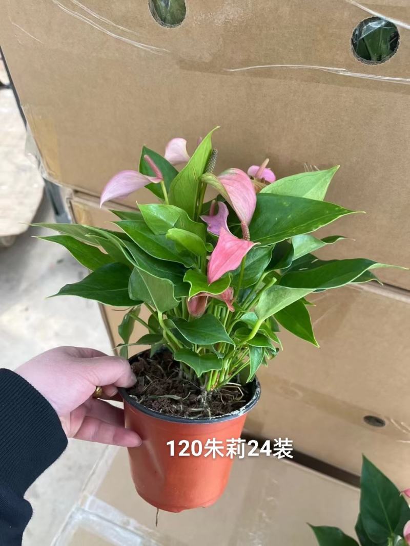 120#粉掌朱莉一箱24盆特价数量不多基地直发发货标准参