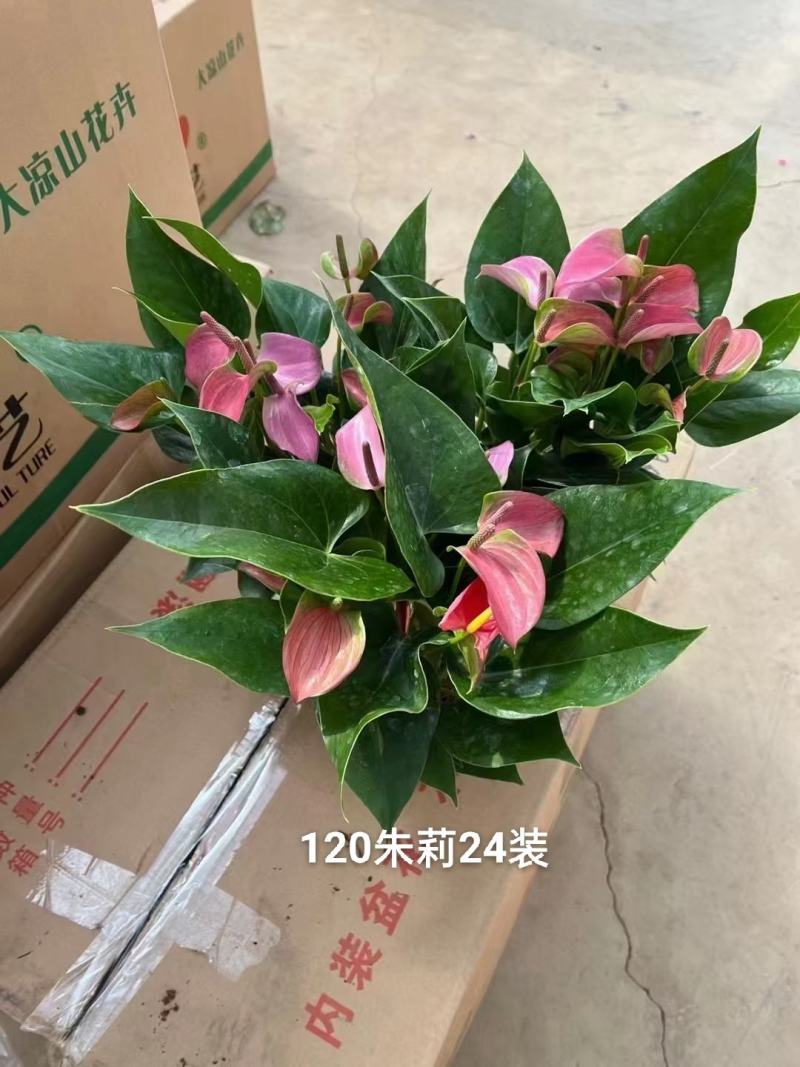 120#粉掌朱莉一箱24盆特价数量不多基地直发发货标准参