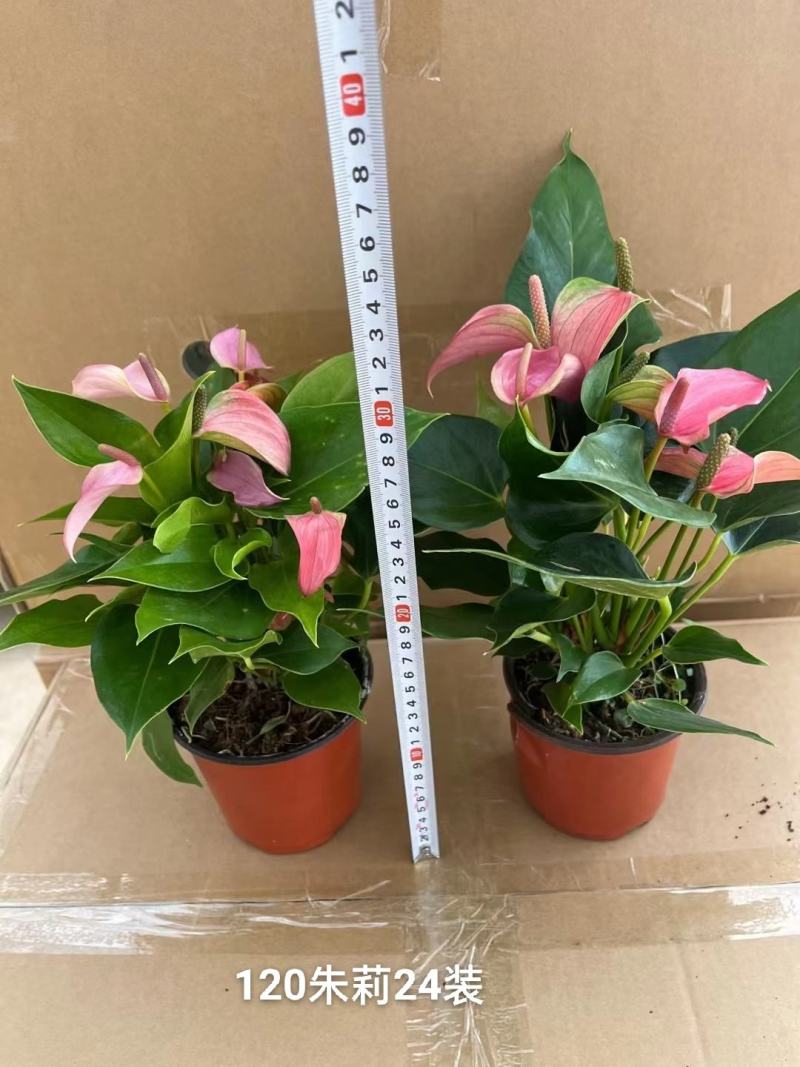 120#粉掌朱莉一箱24盆特价数量不多基地直发发货标准参