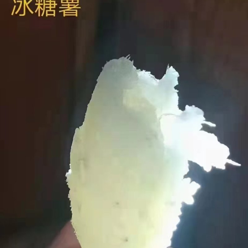 红薯苗