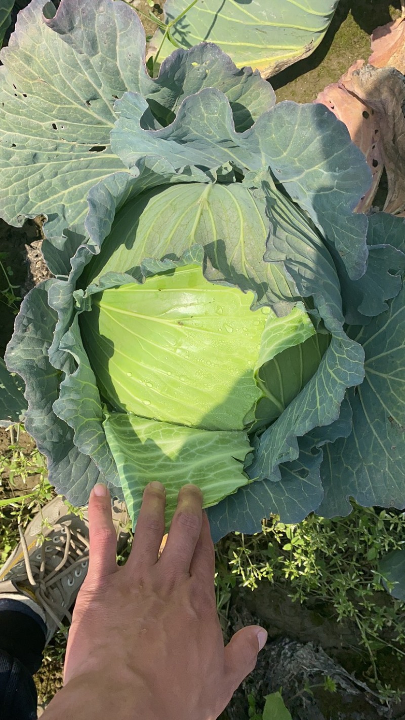 湖北奥奇娜扁包菜产地直发可供商超市场加工厂