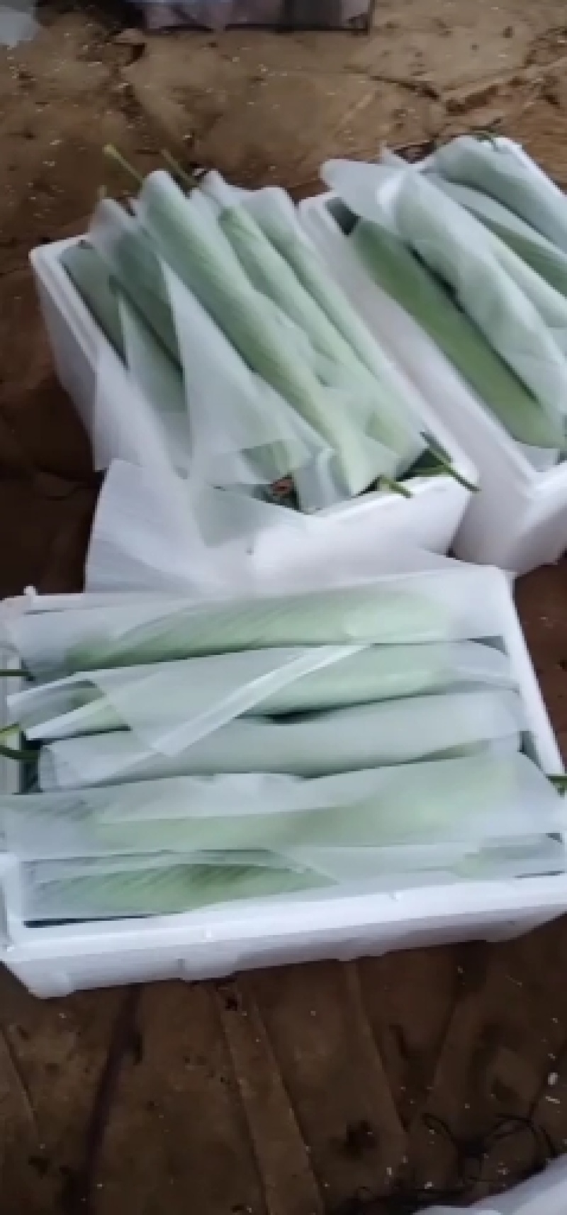 精品冷棚30-40cm瓠子
