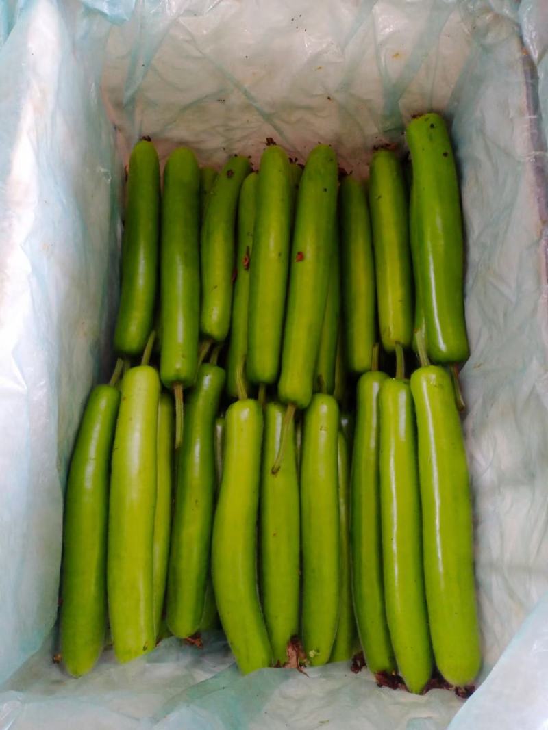 精品冷棚30-40cm瓠子