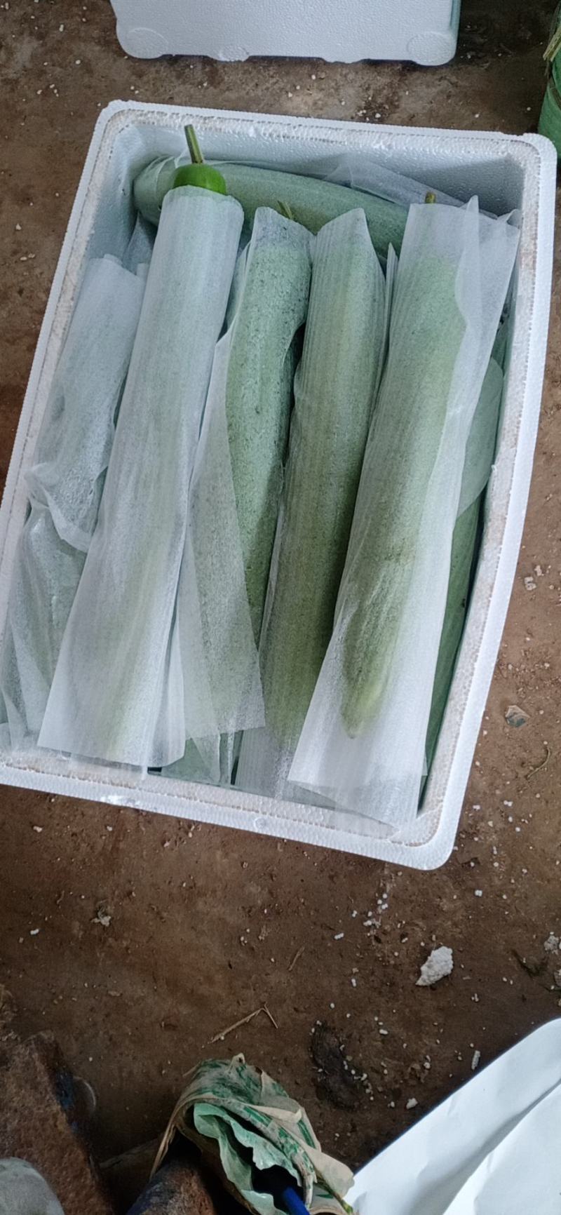 精品冷棚30-40cm瓠子