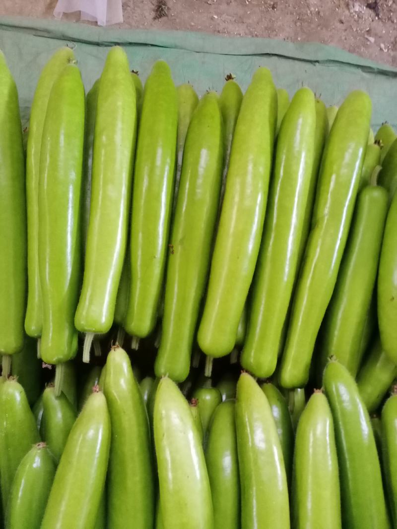 精品冷棚30-40cm瓠子
